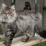 Норвежская лесная кошка - описание породы