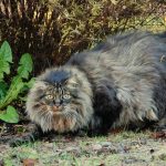 Норвежская лесная кошка - пушистая порода