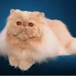 Персидская кошка - особенности породы