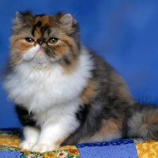 Персидская кошка - плюшевая игрушка