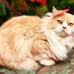 Персидская кошка - содержание