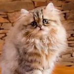 Персидская кошка - уход