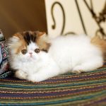 Персидская кошка - великолепная порода