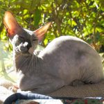Питерболд - кошки без шерсти