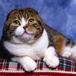 Шотландская вислоухая кошка - игривая порода