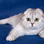 Шотландская вислоухая кошка - необычная порода