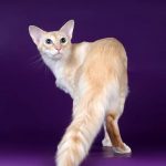 балинезийская порода кошек
