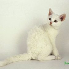 белый котенок американской жесткошерстной