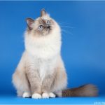 Голубоглазая бирманская кошка