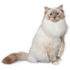 описание породы бирманской кошки