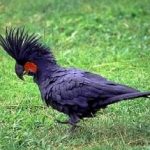 Черный пальмовый какаду - крупный вид попугаев
