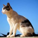 Эгейская кошка - особенности породы