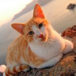 Эгейская кошка - преданная порода
