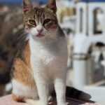 Эгейская кошка - верная порода