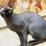 Канадский сфинкс - кошки без шерсти