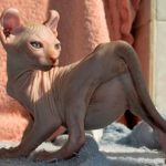 Кот-эльф - кошки с загнутыми ушами