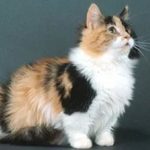Манчкин длинношёрстный - кошка-такса