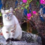 Охос азулес - кошки с голубыми глазами