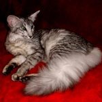 Ориентальная длинношерстная кошка - дружелюбная порода