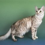 Ориентальная длинношерстная кошка - общительная порода