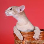 Ориентальная короткошерстная кошка - описание породы