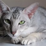 Ориентальная короткошерстная кошка - особенности породы
