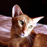 Ориентальная короткошерстная кошка - верная порода