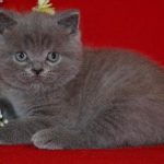 Шотландские прямоухие кошки - описание породы