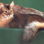 Сейшельская длинношерстная - кошка со своенравным характером