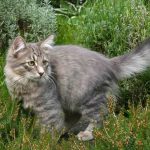 Сибирская кошка - ласковая порода