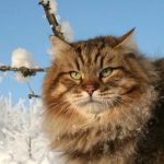 Сибирская кошка - особенности породы