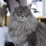 Сибирская кошка - популярная порода