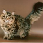 Сибирская кошка - пушистая порода