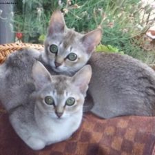 Сингапурская порода кошек - дружелюбная порода