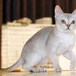 Сингапурская порода кошек - описание породы