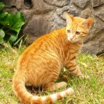 Цейлонская кошка - аборигенная порода