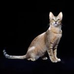 Цейлонская кошка - игривая порода