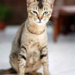 Цейлонская кошка - любознательная порода