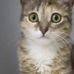 Цейлонская кошка - описание породы