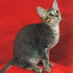 Цейлонская кошка - особенности породы