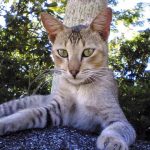 Цейлонская кошка - популярная порода