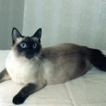 Тайская порода кошек - преданная порода