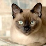Тонкинская кошка - игривая порода