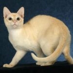 Тонкинская кошка - описание породы