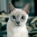 Тонкинская кошка - особенности породы