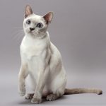 Тонкинская кошка - содержание