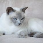 Тонкинская кошка - верная порода