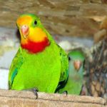 Барнардовый попугай - активный вид