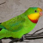 Барнардовый попугай - декоративный вид