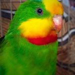 Барнардовый попугай - игривый вид
